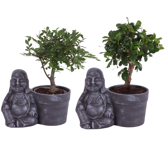 <h4>Bonsai Indoor Mix Ø09cm Ball Shape in Ceramic Buddha Ø19cm</h4>