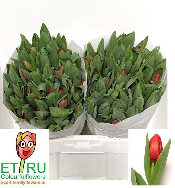 <h4>TU EN ESCAPE</h4>