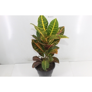 CROTON HIBRIDO PETRA P19