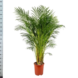 DYPSIS LUTESCENS
