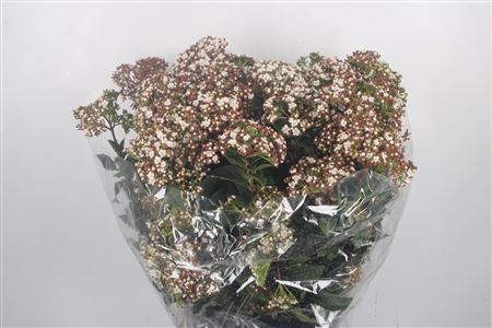 <h4>Viburnum Macro White Per Bunch</h4>