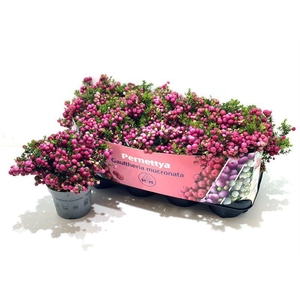 Gaultheria mucronata Rood