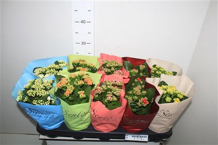 <h4>Kal Ge Gem 5 Kl 12 Cm Pot</h4>