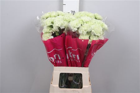 <h4>Di St Prado Mint</h4>