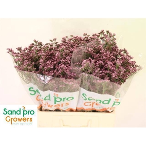 LIM SIN SILVERY PINK