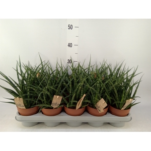 Sansevieria  'Fernwood'
