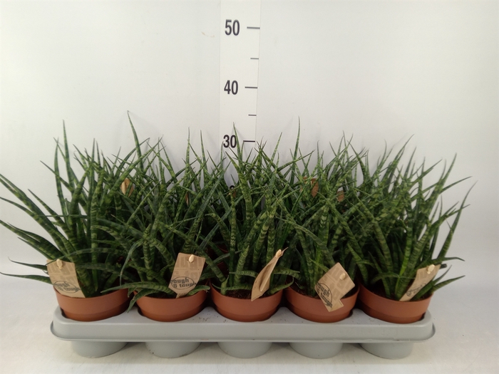 <h4>Sansevieria  'Fernwood'</h4>