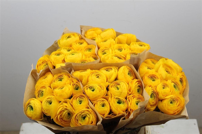 <h4>Ran Cloni Ex Omega</h4>