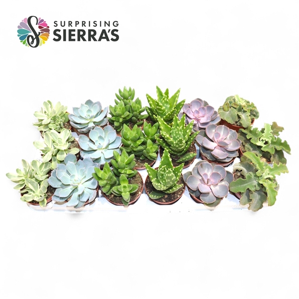 Sierra's® - Valencia Succulent Mix (Prime)