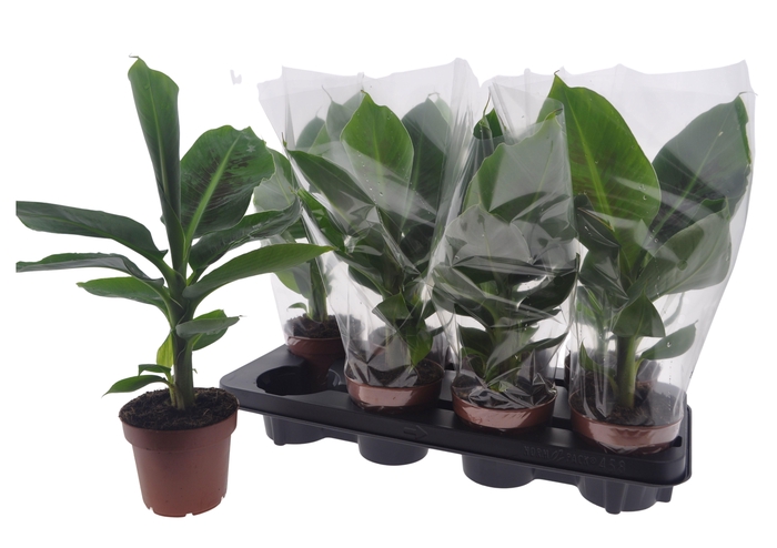 <h4>MUSA TROPICANA</h4>