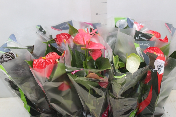 <h4>ANTHURIUM VARIADO P12</h4>
