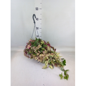Tradescantia flum. 'Quadricolor'