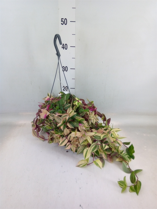<h4>Tradescantia flum. 'Quadricolor'</h4>
