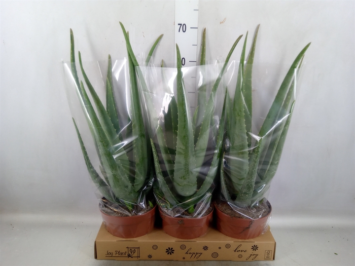 <h4>Aloe vera</h4>