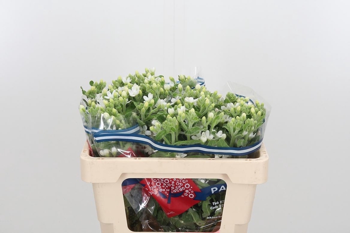 <h4>Oxy Co Perf Whi Harm</h4>