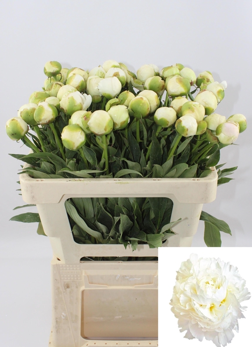 <h4>PAEO L MME CL TAIN</h4>