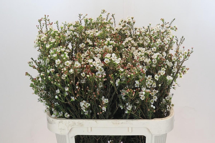 <h4>Chamelaucium Ella</h4>