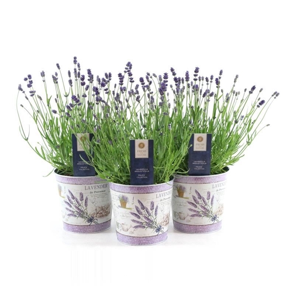 <h4>Lavandula ang. 'Felice'® Collection P15 in Zinc Lavender</h4>
