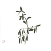 .Olea europaea