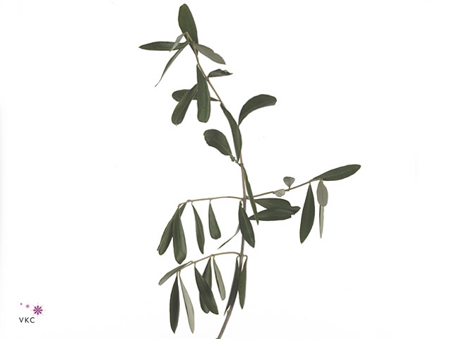 .Olea europaea