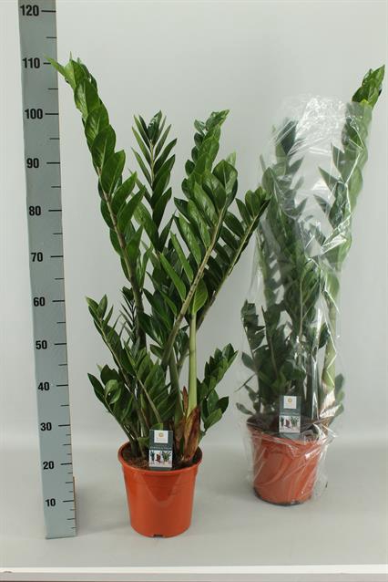 ZAMIO ZAMIIFOLIA