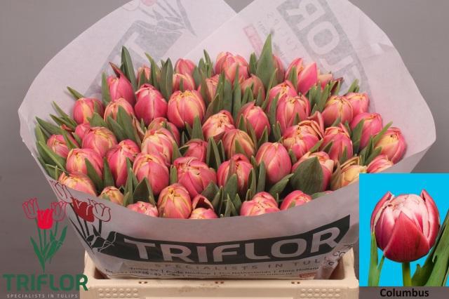 <h4>TU DU COLUMBUS</h4>