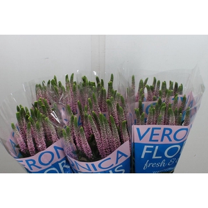 Veronica  'Smart Enjoyce'
