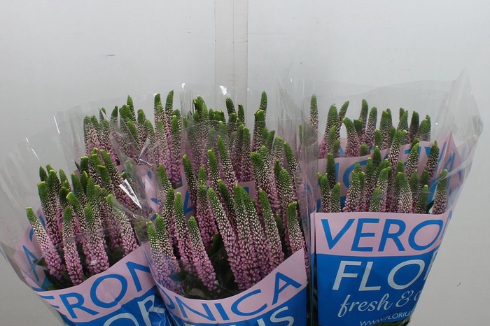 <h4>Veronica  'Smart Enjoyce'</h4>