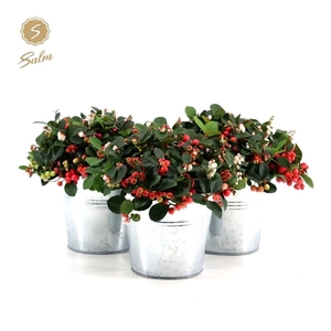 Gaultheria pr. 'Big Berry'® P15 in Zinc Old-Look