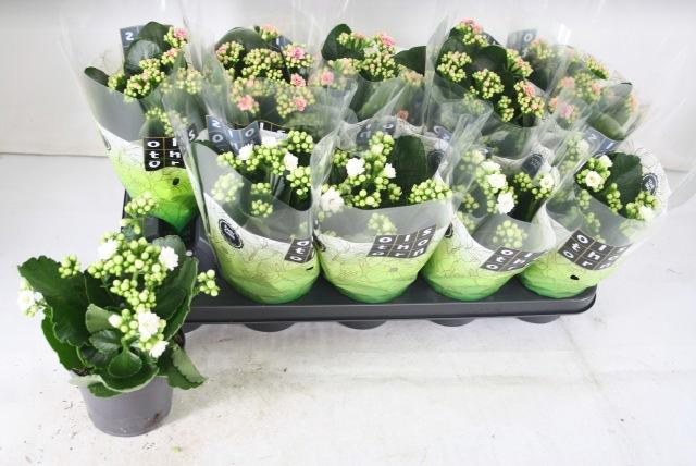 <h4>KAL GE GEM 2 KL</h4>