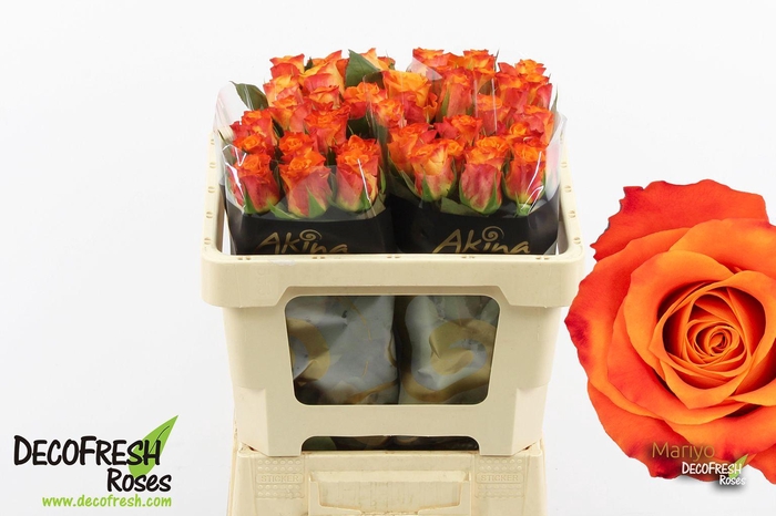 <h4>R Gr Mariyo</h4>