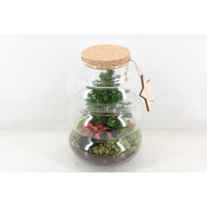 arr3 WR - Pluto med. christmas