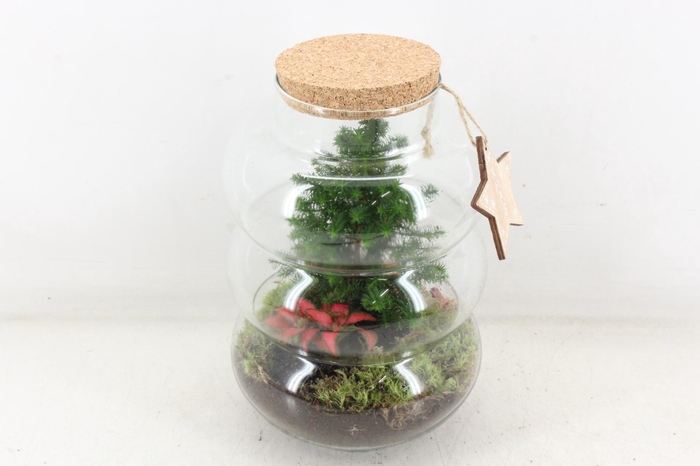 <h4>arr3 WR - Pluto med. christmas</h4>