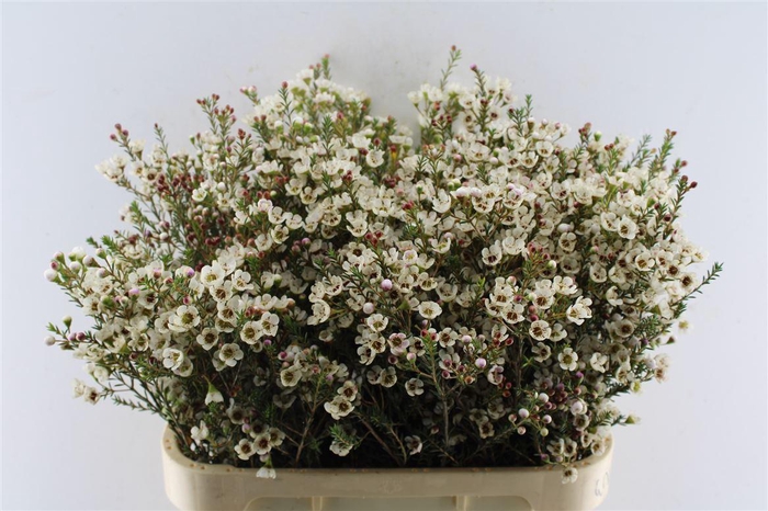 <h4>Chamelaucium Tal</h4>