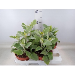 Kalanchoe NF beharensis