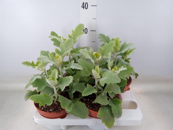 <h4>Kalanchoe NF beharensis</h4>