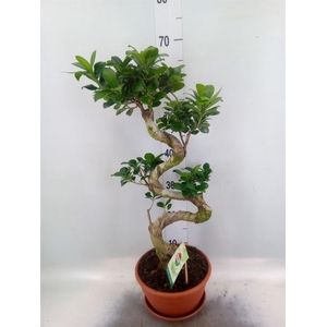 Ficus microcarpa 'Ginseng'