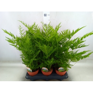Pteris straminea
