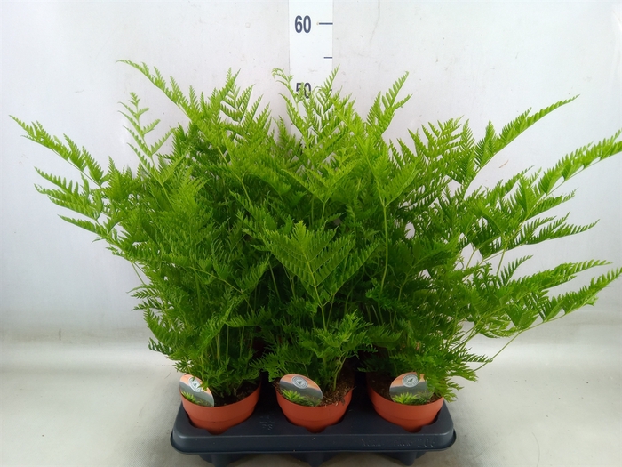 <h4>Pteris straminea</h4>