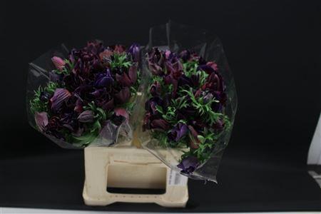 <h4>Anem Zwaar Bordeaux</h4>