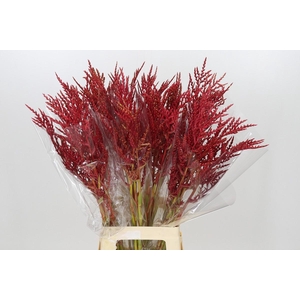 Bromelia Red Paloma