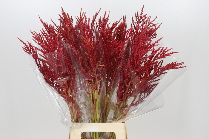 <h4>Bromelia Red Paloma</h4>