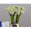 Allium Mount Everest