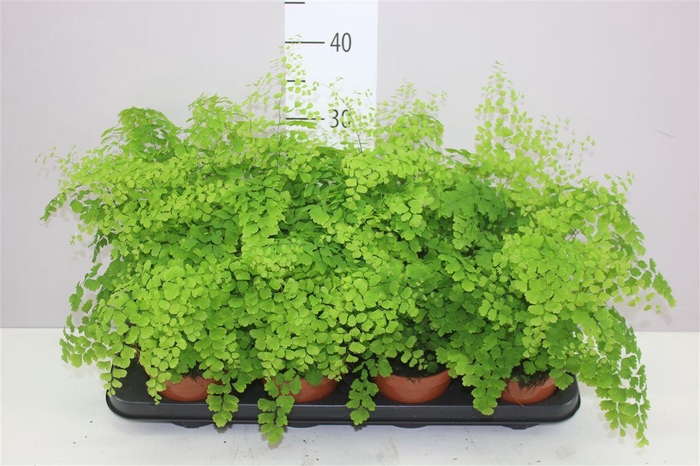 <h4>Adiantum Ra Fragrans</h4>
