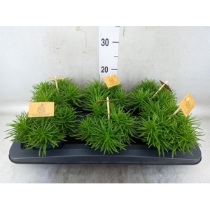 Senecio archeri 'Himalaya'