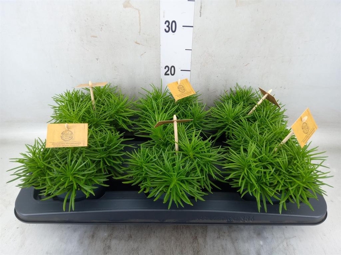 <h4>Senecio archeri 'Himalaya'</h4>