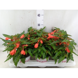 Begonia boliv. 'Encanto Orange'