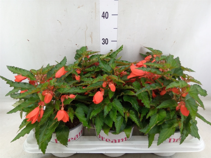 <h4>Begonia boliv. 'Encanto Orange'</h4>
