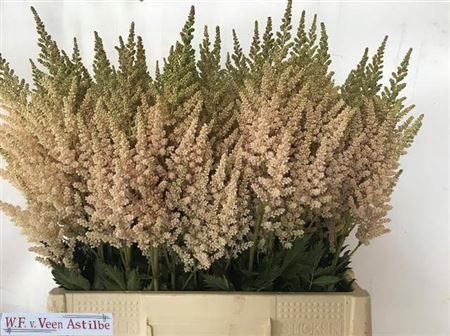 <h4>Astilbe C Vi Inferno</h4>