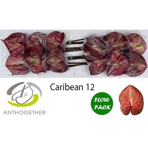 ANTH A CARIBEAN 12 Flow Pack